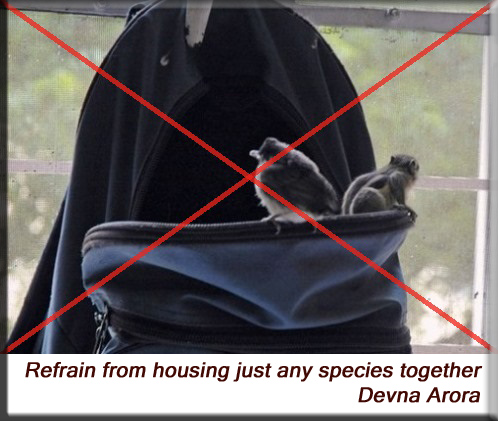 Devna Arora - Refrain from housing dominant with impressionable species